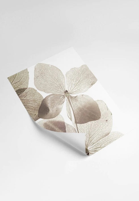 Flowers Set Of 2 Posters 50x70cm